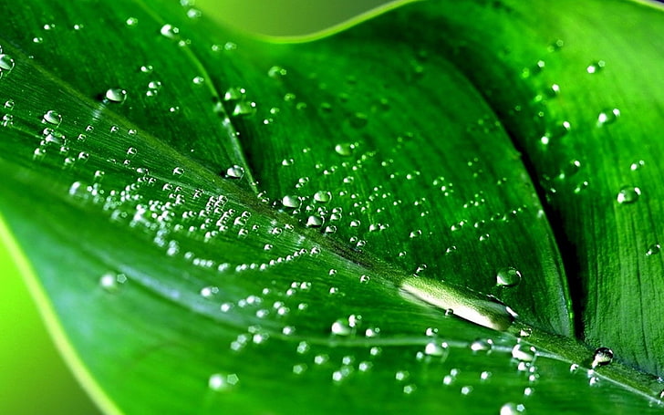 green leaf, leaf, drops, green, HD wallpaper