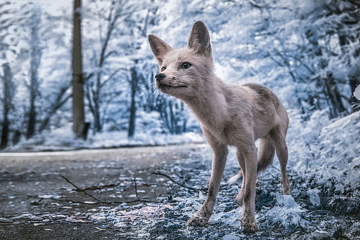อินฟราเรดถ่ายภาพเชอร์โนบิลยูเครนธรรมชาติภูมิทัศน์ต้นไม้สัตว์สุนัขจิ้งจอก Vladimir Migutin, วอลล์เปเปอร์ HD