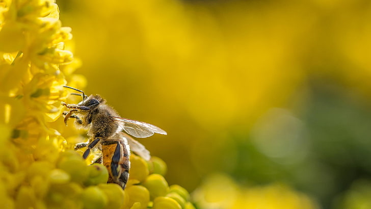 fotografia, makro, głębia ostrości, kwiaty, pszczoły, bokeh, Tapety HD