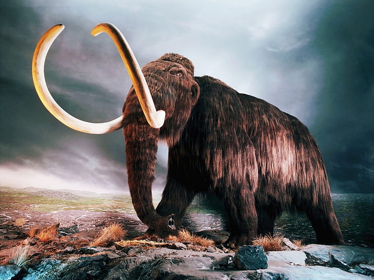 Mamut lanudo, mamut marrón, lanudo, mamut, Fondo de pantalla HD