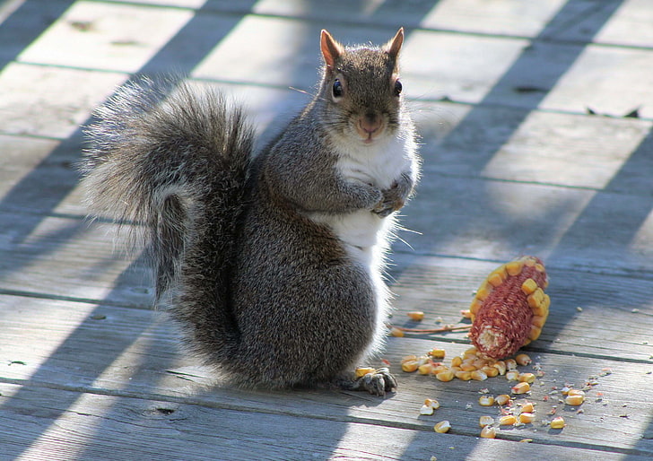 scoiattolo grigio e bianco, scoiattolo, mais, testa fuori, Sfondo HD