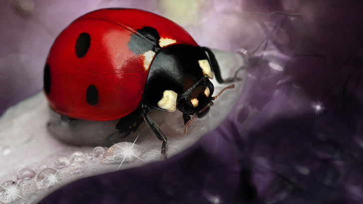 red and black bowling ball, ladybugs, HD wallpaper
