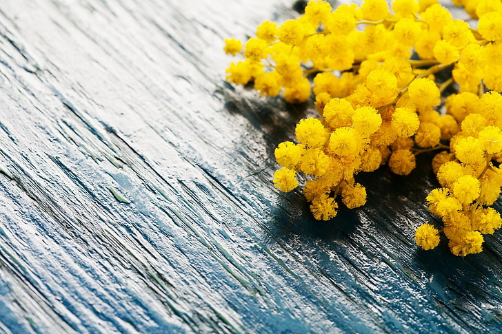 bunga, papan, musim semi, Mimosa, Wallpaper HD