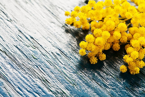 kwiaty, deska, wiosna, mimozy, Tapety HD HD wallpaper