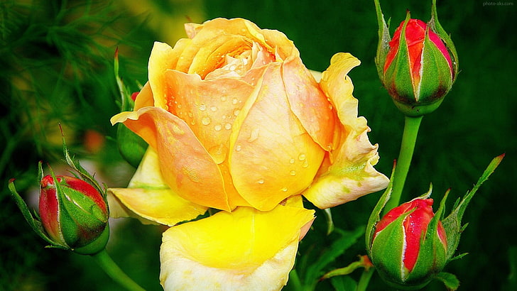Yellow Rose Water Drops-Photo HD Wallpapers, HD wallpaper