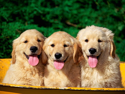 Sevimli Köpekler, sevimli Köpekler, HD masaüstü duvar kağıdı HD wallpaper