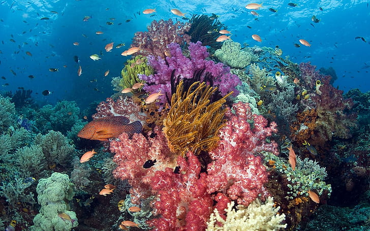 Natur Tiere Fische Tropisch Unterwasser Korallenriff Ozean Meer Sonnenlicht Farbe Hintergrundbilder, Fische, Tiere, Hintergrund, Farbe, Koralle, Natur, Ozean, Bilder, Riff, Sonnenlicht, tropisch, Unterwasser, HD-Hintergrundbild