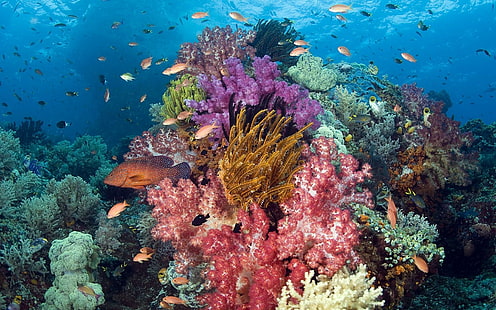 Природа Животни Риби Тропически подводен коралов риф Океан Море Слънчева светлина Цвят на фона Картини, риби, животни, фон, цвят, корали, природа, океан, снимки, риф, слънчева светлина, тропически, под вода, HD тапет HD wallpaper