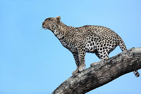 Леопард на дърво, Африка, Танзания, дърво, Леопард, хищник, поглед, HD тапет HD wallpaper