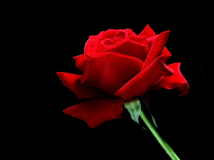 단일 빨간 장미 HD, 꽃, 빨강, 장미, 하나의, HD 배경 화면