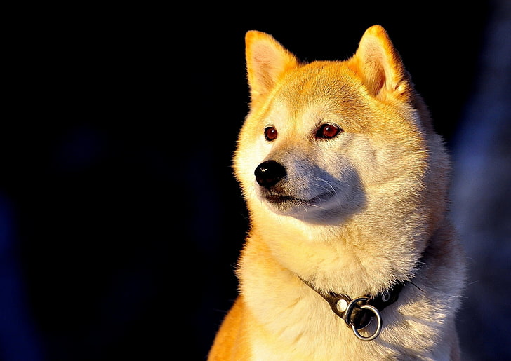 adult tan and white shiba inu, dog, collar, Shiba inu, HD wallpaper