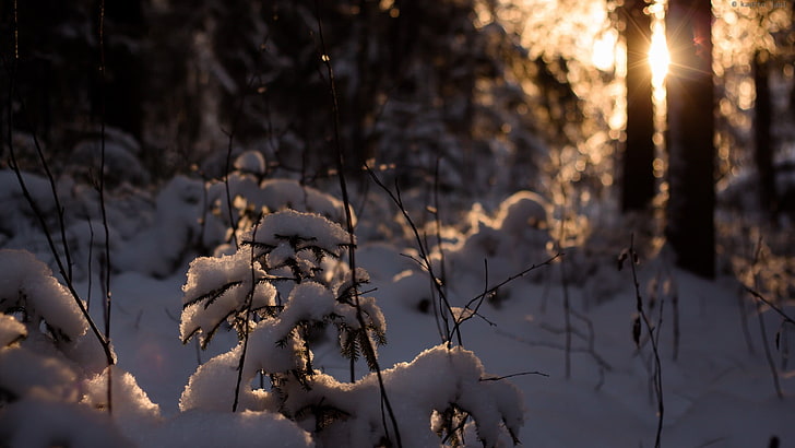 alberi spogli, luce solare, natura, neve, inverno, bokeh, riflesso lente, Sfondo HD