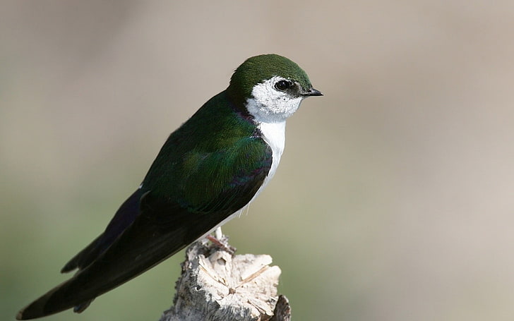 zielono-biała figurka ptaka, ptaki, zwierzęta, przyroda, pióra, skrzydła, jaskółka (ptak), Tapety HD