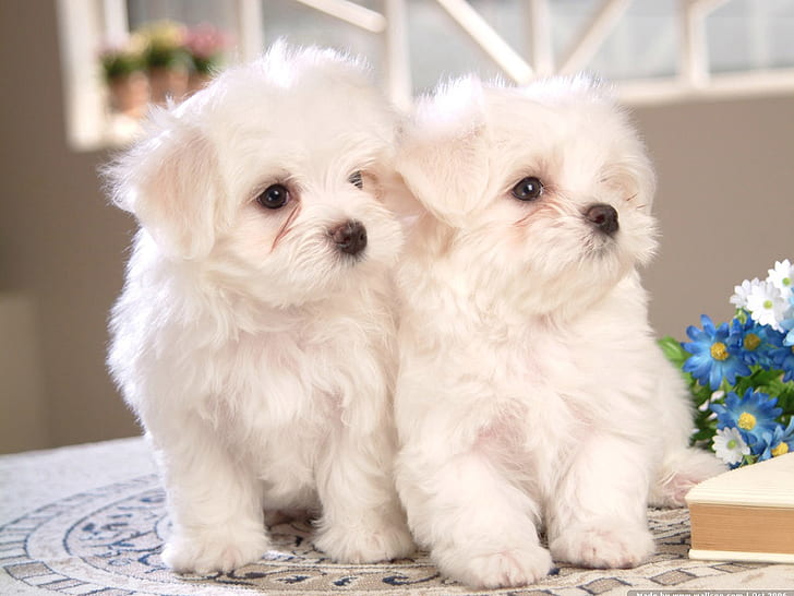 carino, cane, maltese, cuccioli, bianco, Sfondo HD