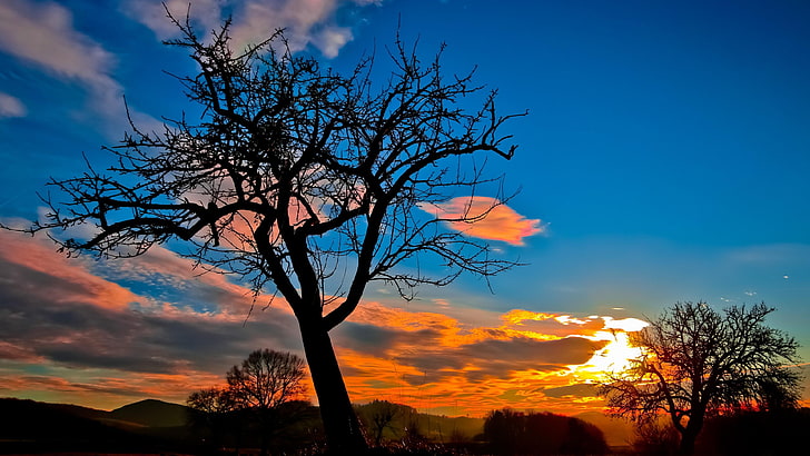 sun, set, trees, sky, sunset, lone tree, bald tree, HD wallpaper