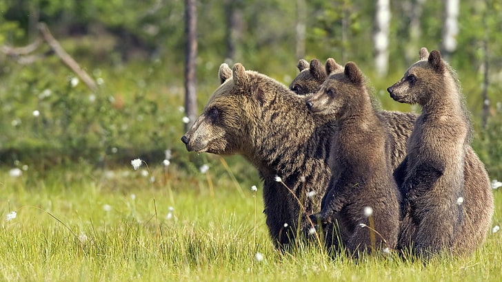 brown bear with cubs, bears, family, babies, walk, HD wallpaper