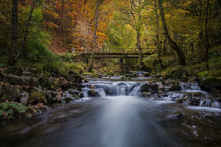 autumn, forest, bridge, river, Spain, Cantabria, HD wallpaper