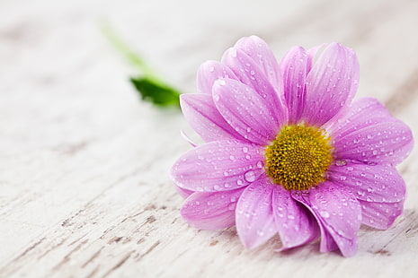 Gerbera viola fiore, acqua, petali, gocce, tavola, fiore, Sfondo HD HD wallpaper