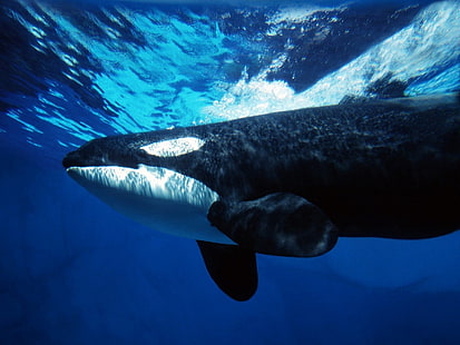 sott'acqua, mare, balena, orca, Sfondo HD HD wallpaper