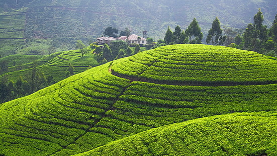 пейзаж, хълмове, поле, терасовидно поле, Шри Ланка, HD тапет HD wallpaper