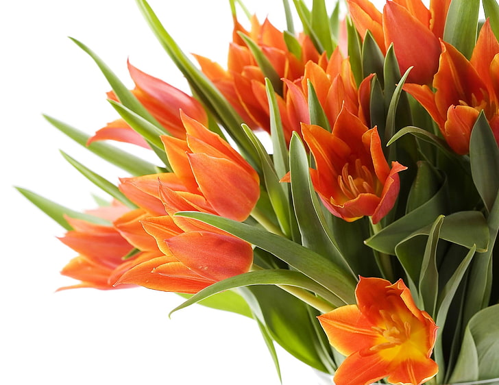 orange tulip flowers, tulips, bouquet, close up, spring, white background, HD wallpaper