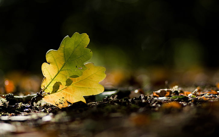 gefallene Blätter, HD-Hintergrundbild
