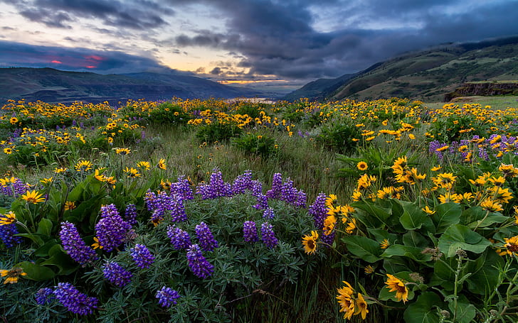 Пролетен пейзаж Жълти и сини диви цветя Северна Америка Река Колумбия Орегон Тапет за работен плот 1920 × 1200, HD тапет