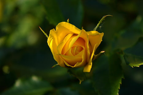 желтая роза, роза, размытые, желтые цветы, HD обои HD wallpaper