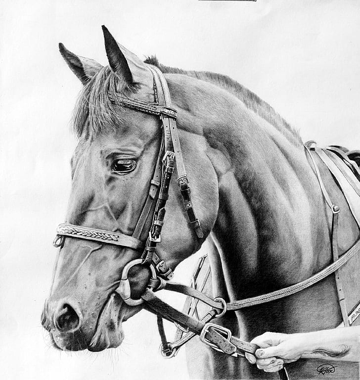 grayscale photo of horse, Race, Day, grayscale, photo, horse, equestrian, graphite, art, portrait, animal, outdoors, stallion, riding, HD wallpaper