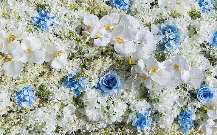 Blommor, ros, orkidé, konsistens, blomma, hud, vit, matta, blå, HD tapet
