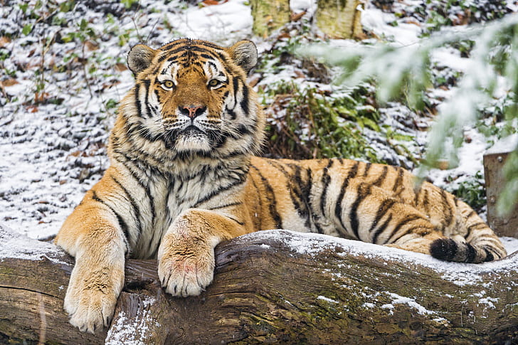 cat, look, snow, tiger, log, Amur, ©Tambako The Jaguar, HD wallpaper