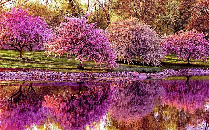 черешови цветове, дървета, череша, пролет, езерце, отражение, HD тапет