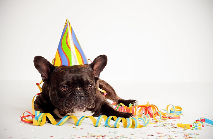 Happy Birthday Dog, взрослый черно-белый французский бульдог, праздники, день рождения, вечеринка, прикол, HD обои