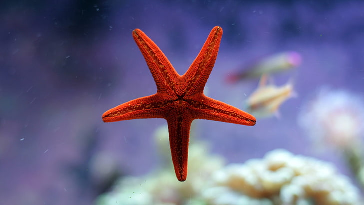red starfish, nature, water, underwater, starfish, coral, depth of field, fish, aquarium, HD wallpaper