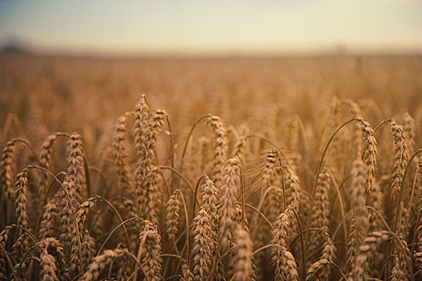 campo de trigo marrón, mazorcas de maíz, campo, maduro, Fondo de pantalla HD HD wallpaper