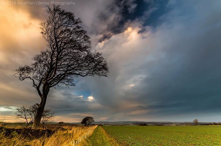 black tree beside green field under a cloudy sky, Stormy, sunset, black, tree, green field, cloudy, sky, Scotland, nature, rural Scene, landscape, cloud - Sky, outdoors, meadow, field, grass, scenics, agriculture, beauty In Nature, cloudscape, summer, yellow, HD wallpaper