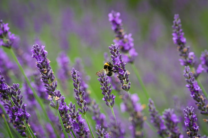 ungu Hyacinth tunas fokus foto selektif, lavender, lavender, Lebah, Lavender, ungu, Hyacinth, tunas, fokus selektif, foto, alam, bunga, lavender Berwarna, musim panas, tanaman, biru, close-up, provence-Alpes-Cote d 'Azur, Wallpaper HD