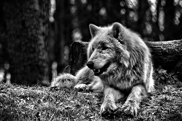 foto em tons de cinza de lobo, lobo, floresta, monocromático, animais, HD papel de parede