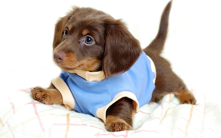 Cute Little Dog, puppies, dogs, HD wallpaper