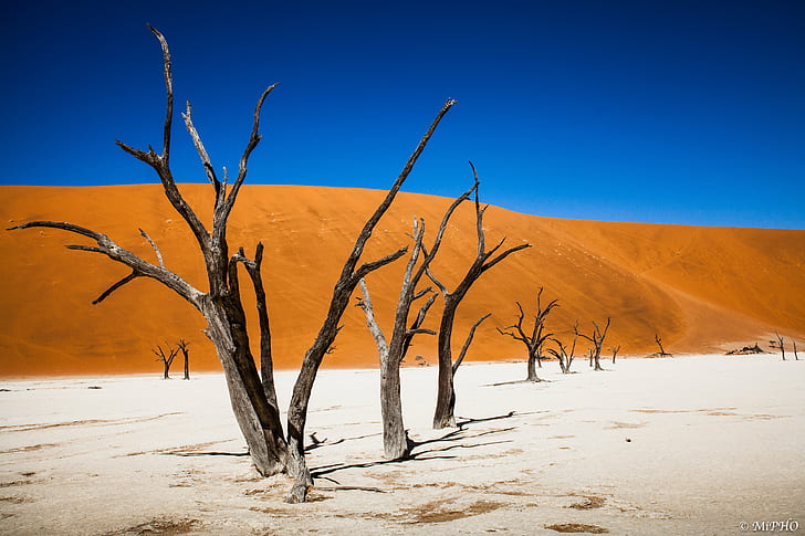 withered trees on brown soil under blue sky, Dead vlei, withered, brown soil, Namib  desert, Sossusvlei, dead  vlei, Namibia, Africa, Afrika, Wüste, Düne, dune, Canon  5D, II, landscape, tree, composition, FLICKR, desert, sand Dune, sand, dry, nature, namib Desert, arid Climate, sky, drought, scenics, blue, extreme Terrain, outdoors, HD wallpaper