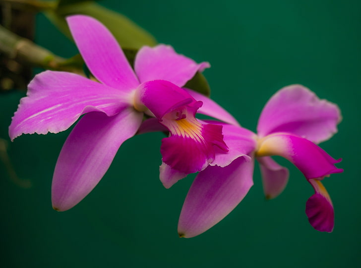 Cattleya Violacea Orchids Flowers, Nature, Flowers, orquidea, cattleyaviolacea, HD wallpaper