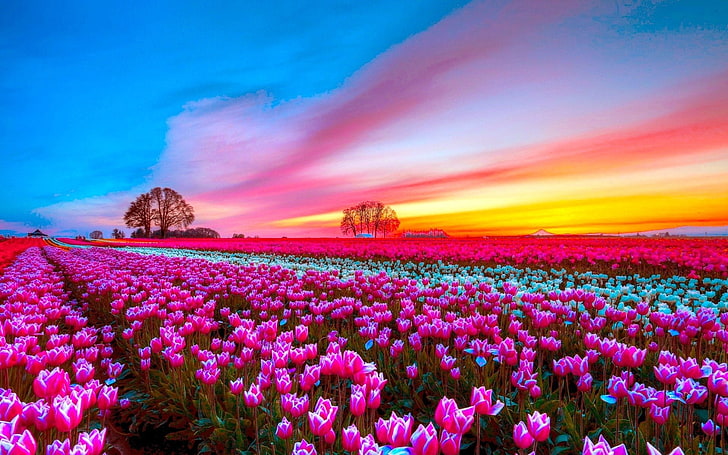 花、チューリップ、地球、フィールド、花、ピンクの花、空、夕日、 HDデスクトップの壁紙