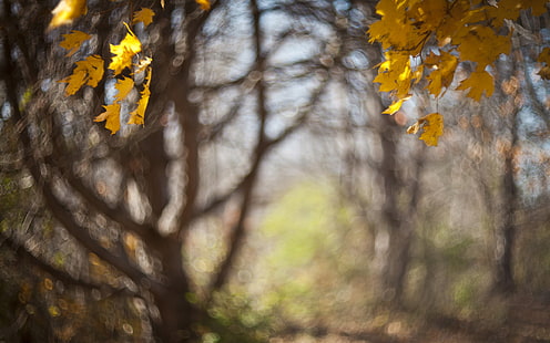 Листья Blur Осень HD, природа, размытость, листья, осень, HD обои HD wallpaper