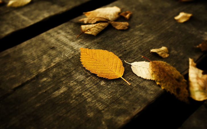 brunt blad på brun träyta, fall, löv, trä, HD tapet
