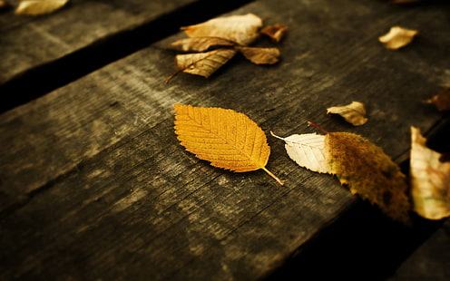 hoja marrón sobre superficie de madera marrón, otoño, hojas, madera, Fondo de pantalla HD HD wallpaper