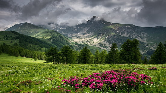 highland, wildflowers, mountain, meadow, cloudy, rain clouds, spring, field, wildflower field, HD wallpaper HD wallpaper