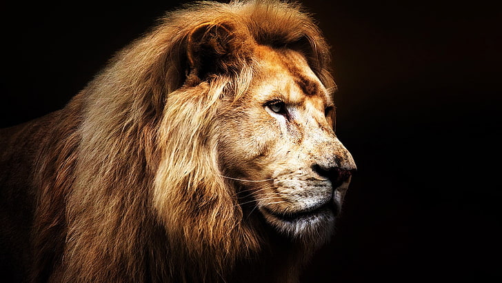 picture of a lion head, HD wallpaper