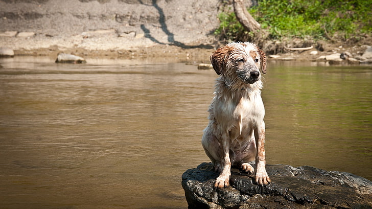 long-coated white-and-brown dog, dog, river, Australian Shepherd, wet, rock, animals, HD wallpaper