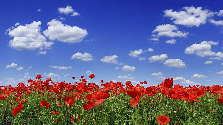 Poppy Flower Field, flower, grass, field, poppy, nature and landscapes, HD wallpaper