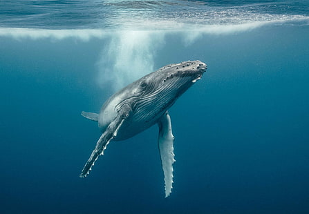 ryba, ocean, morze, morskie, podwodne, wieloryb, wieloryby, Tapety HD HD wallpaper